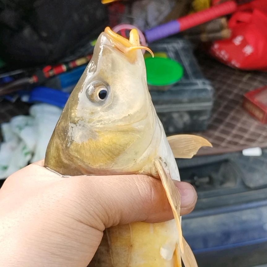小张钓鱼佬