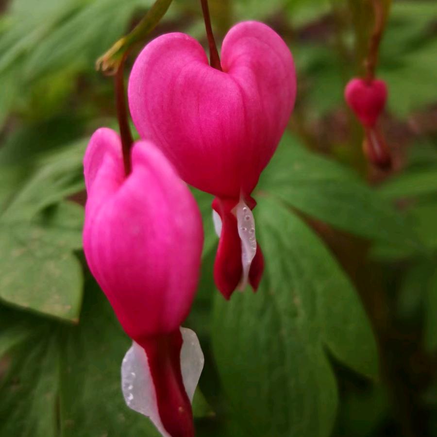 晓