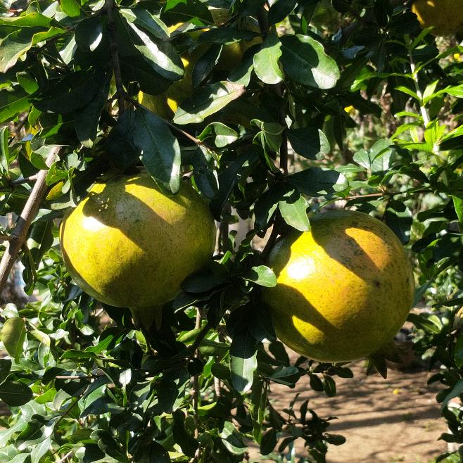 ｡◕‿◕｡王事随风