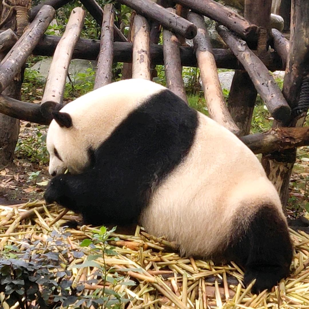 咔吥奇言若