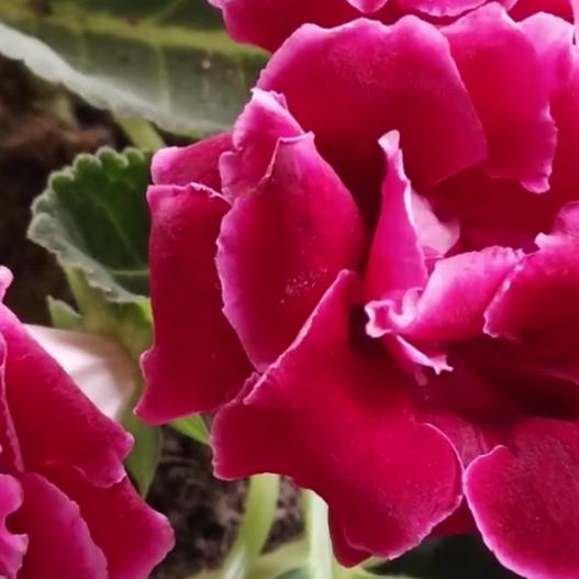 🌴🌴杰文🌴🌴