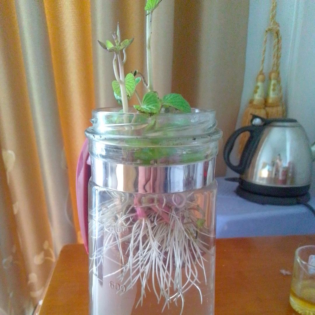 小陈功