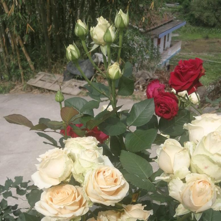 @Z🌸森🌹