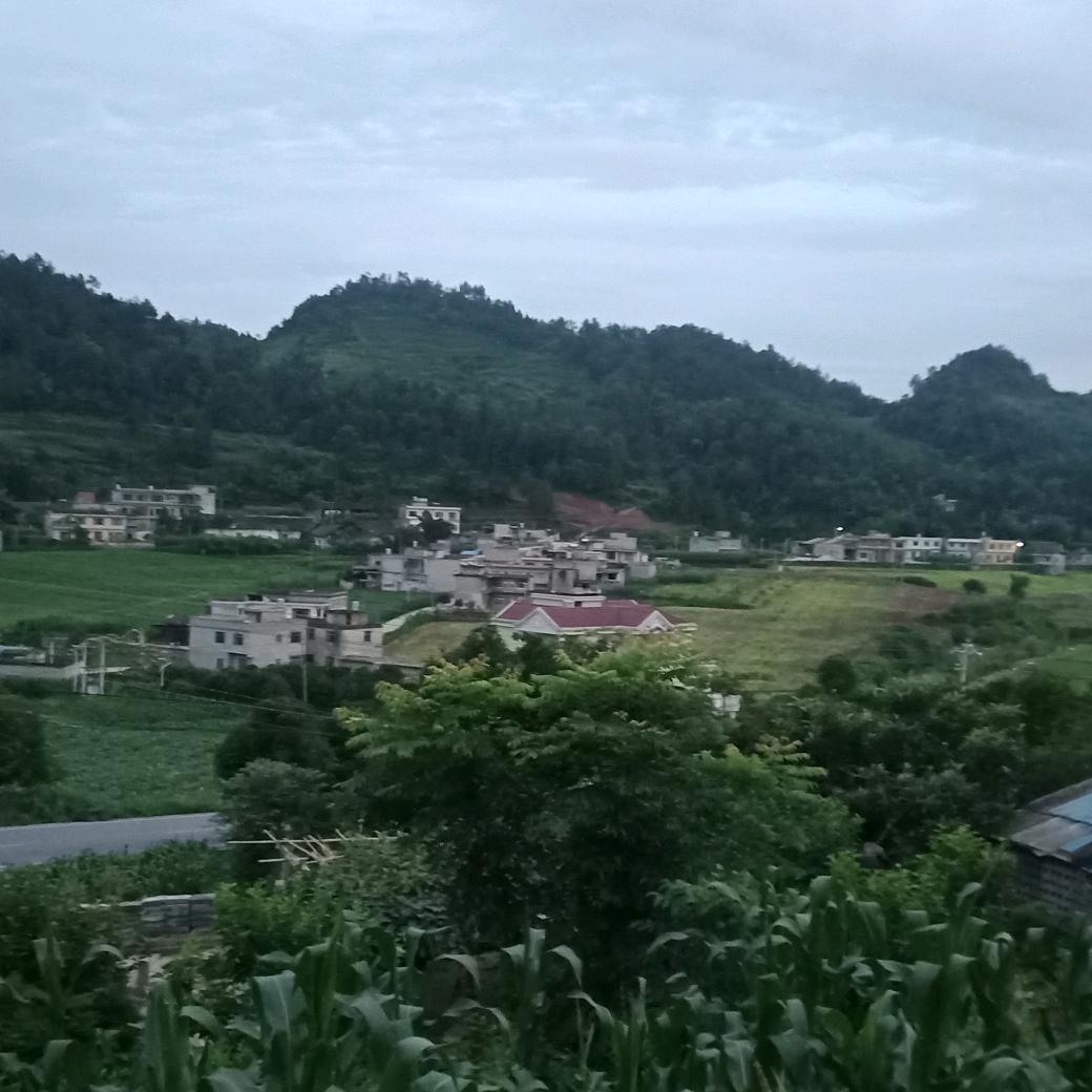 土蜂蜜