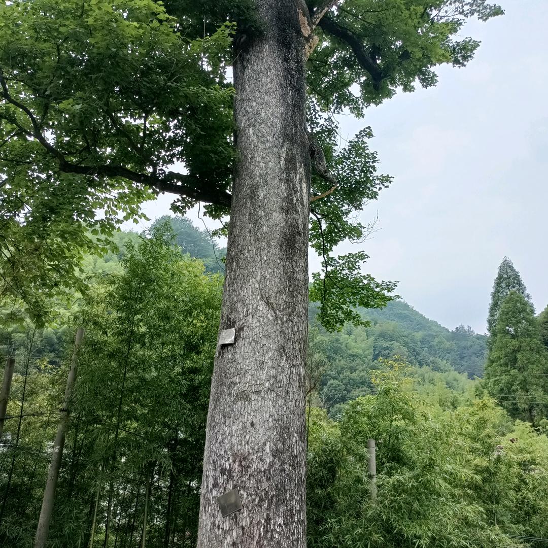 董叶刚