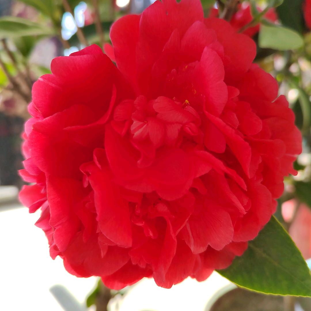 🌸🌸