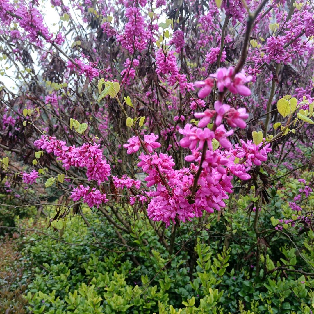 农村教师胡