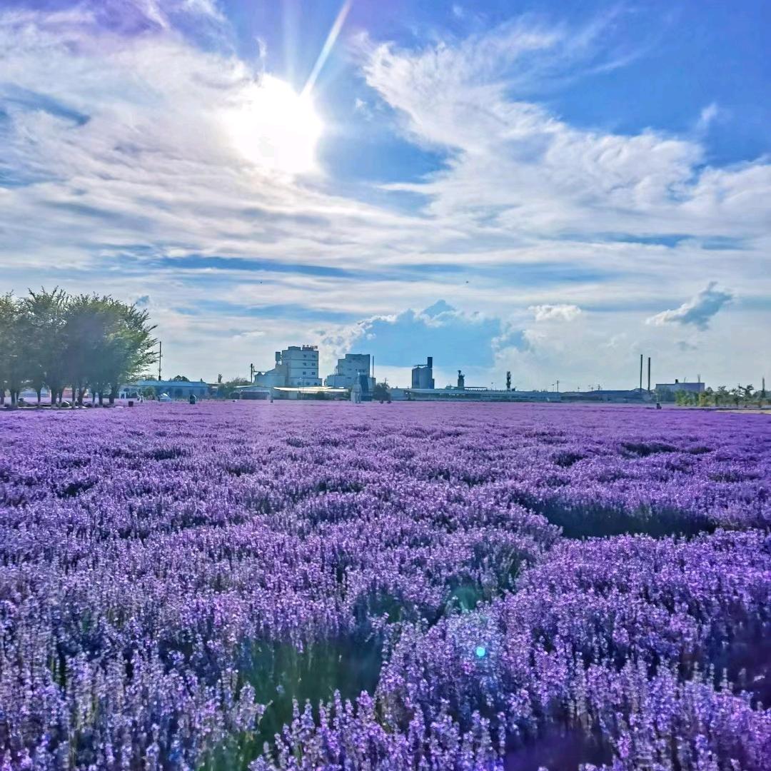 森林   主选化妆品批发