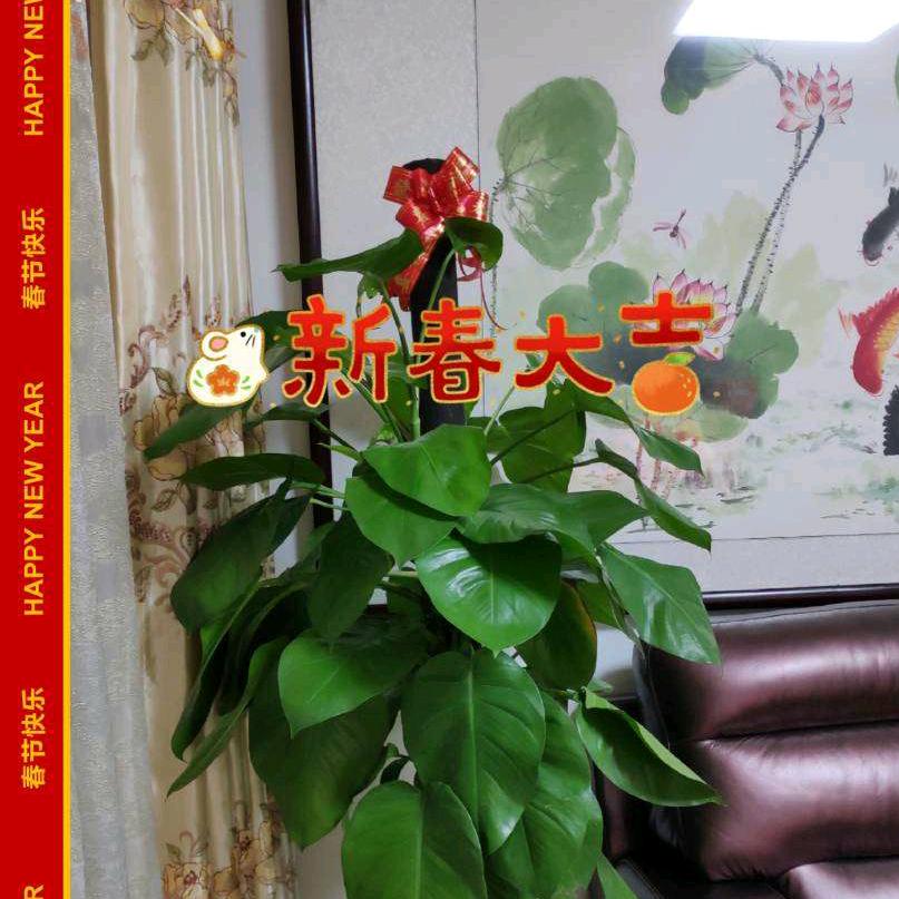 乐观未来不是梦