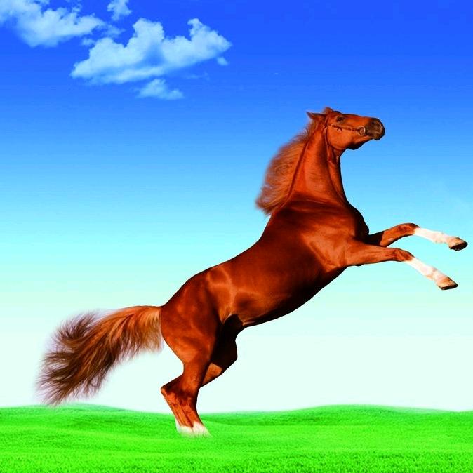 骏马