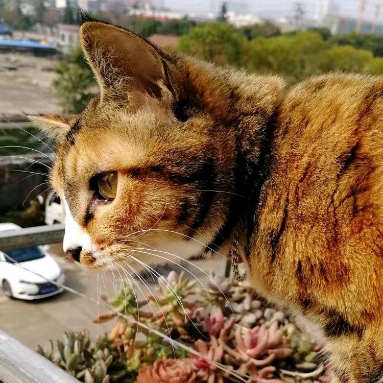 夕夕
