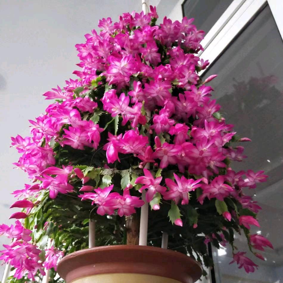 江涛花卉小号