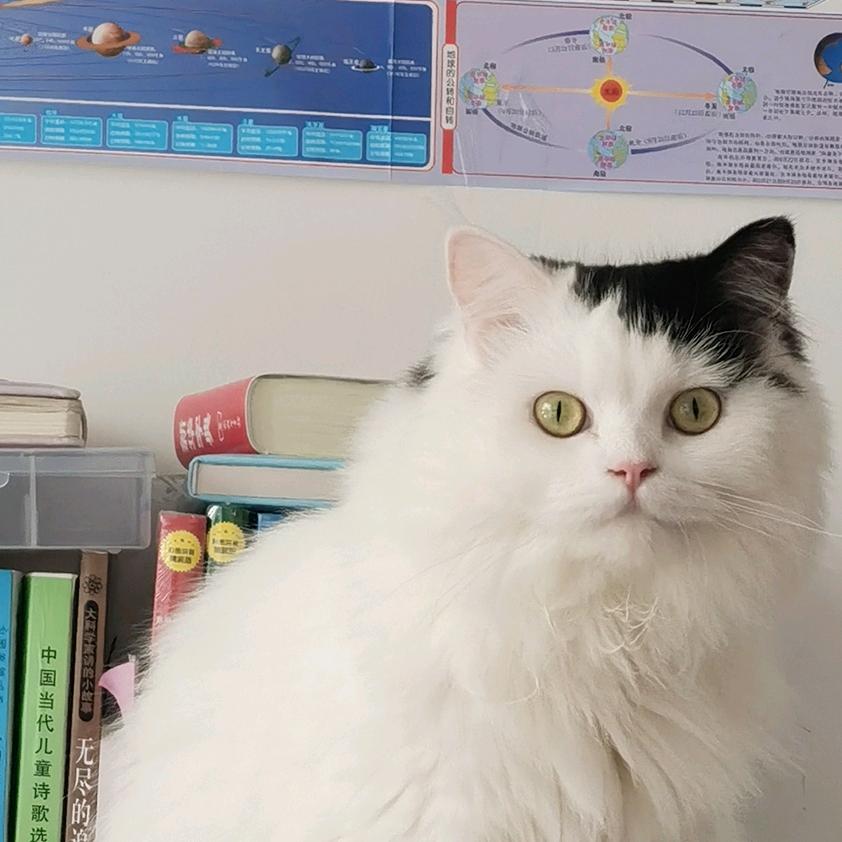 不吃鱼的猫0208
