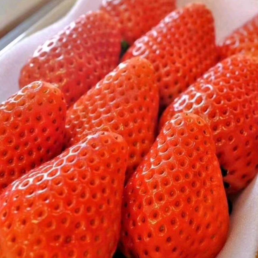草莓🍓
