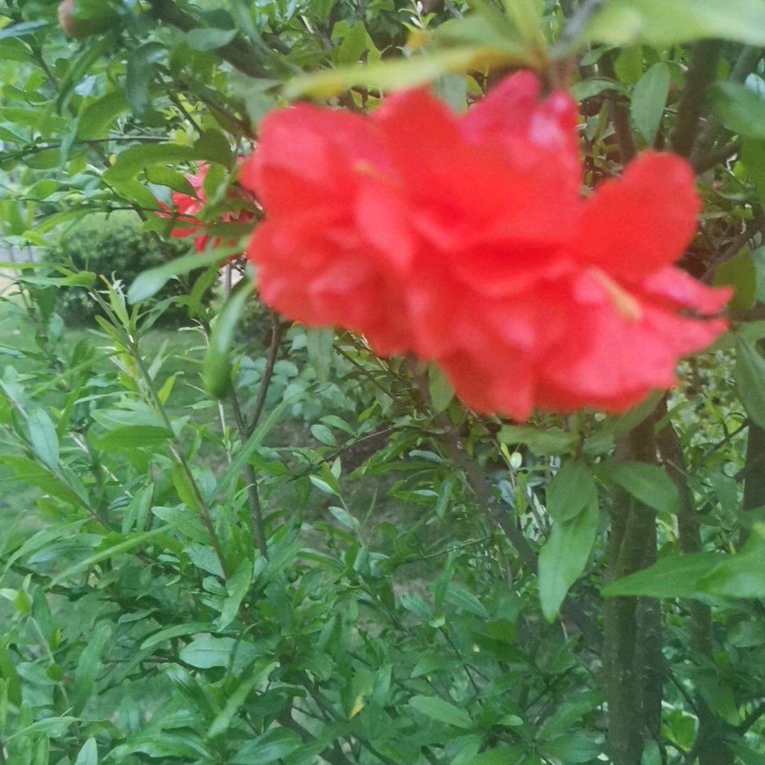 紫东