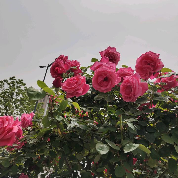 小玲