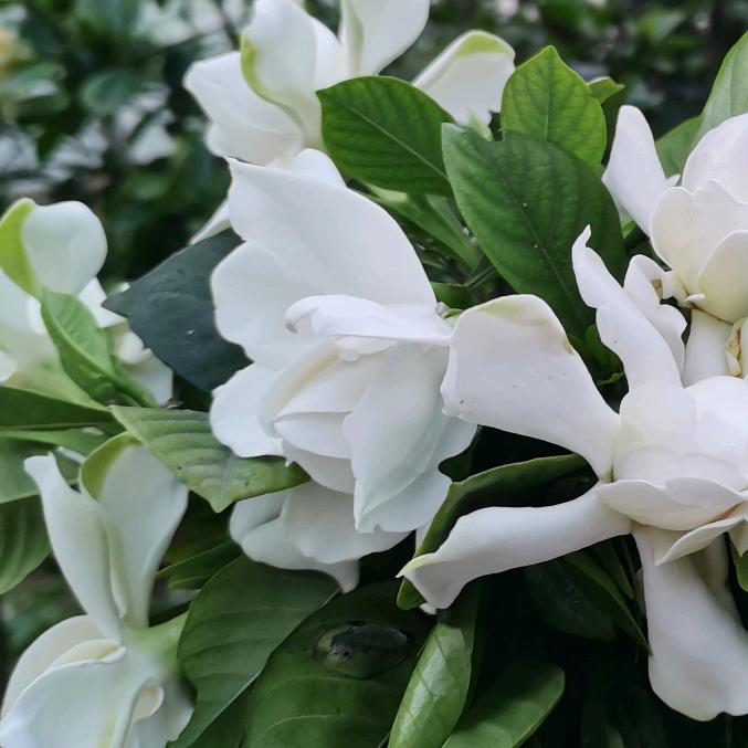 风中白鸽