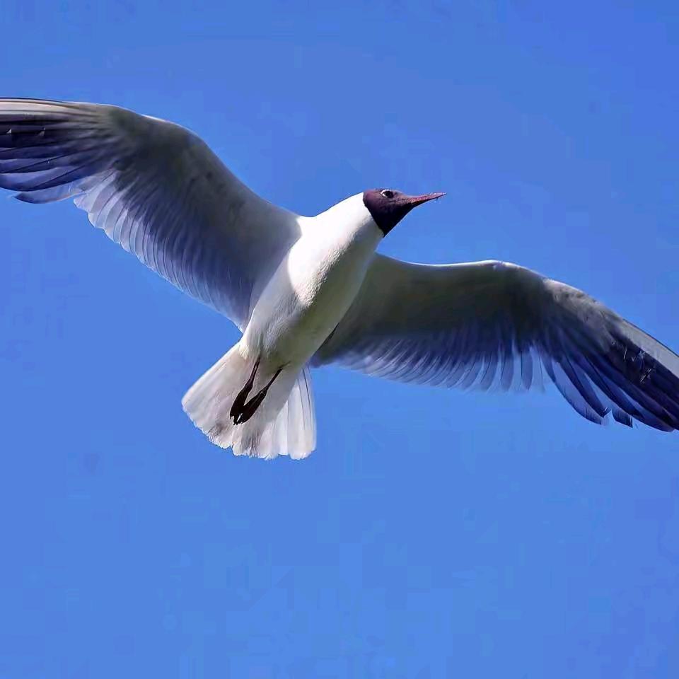 杨哥