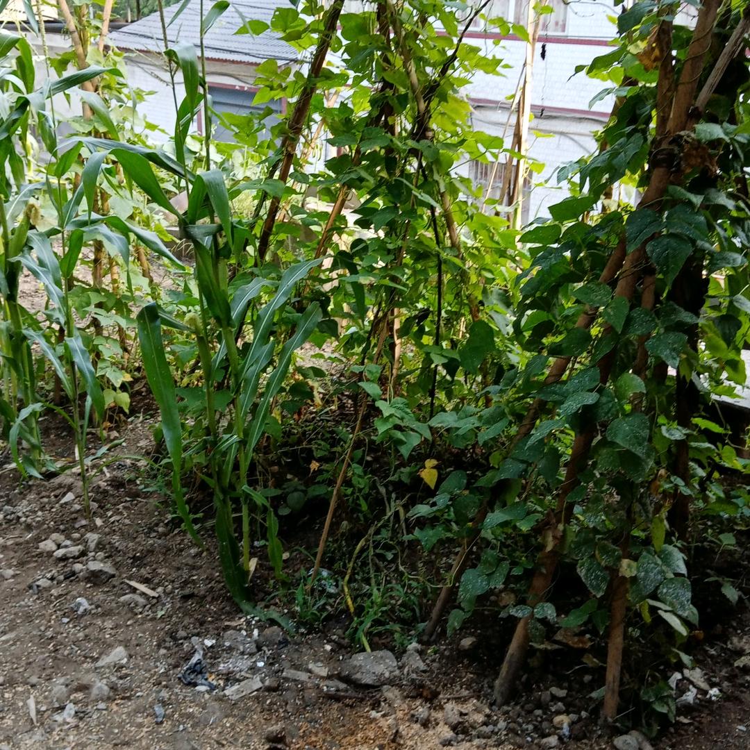 你是我的菜
