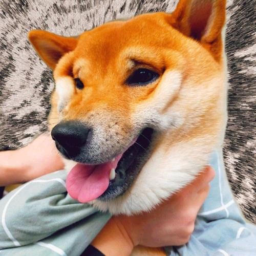 似朝朝