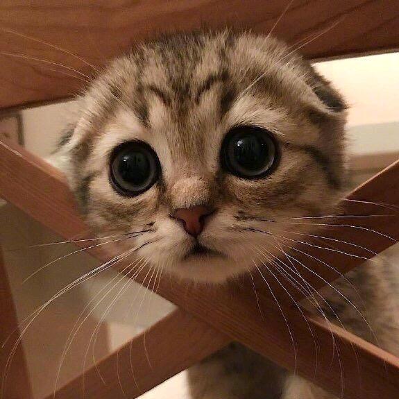 🌈🌈喵喵子(^･ｪ･^)