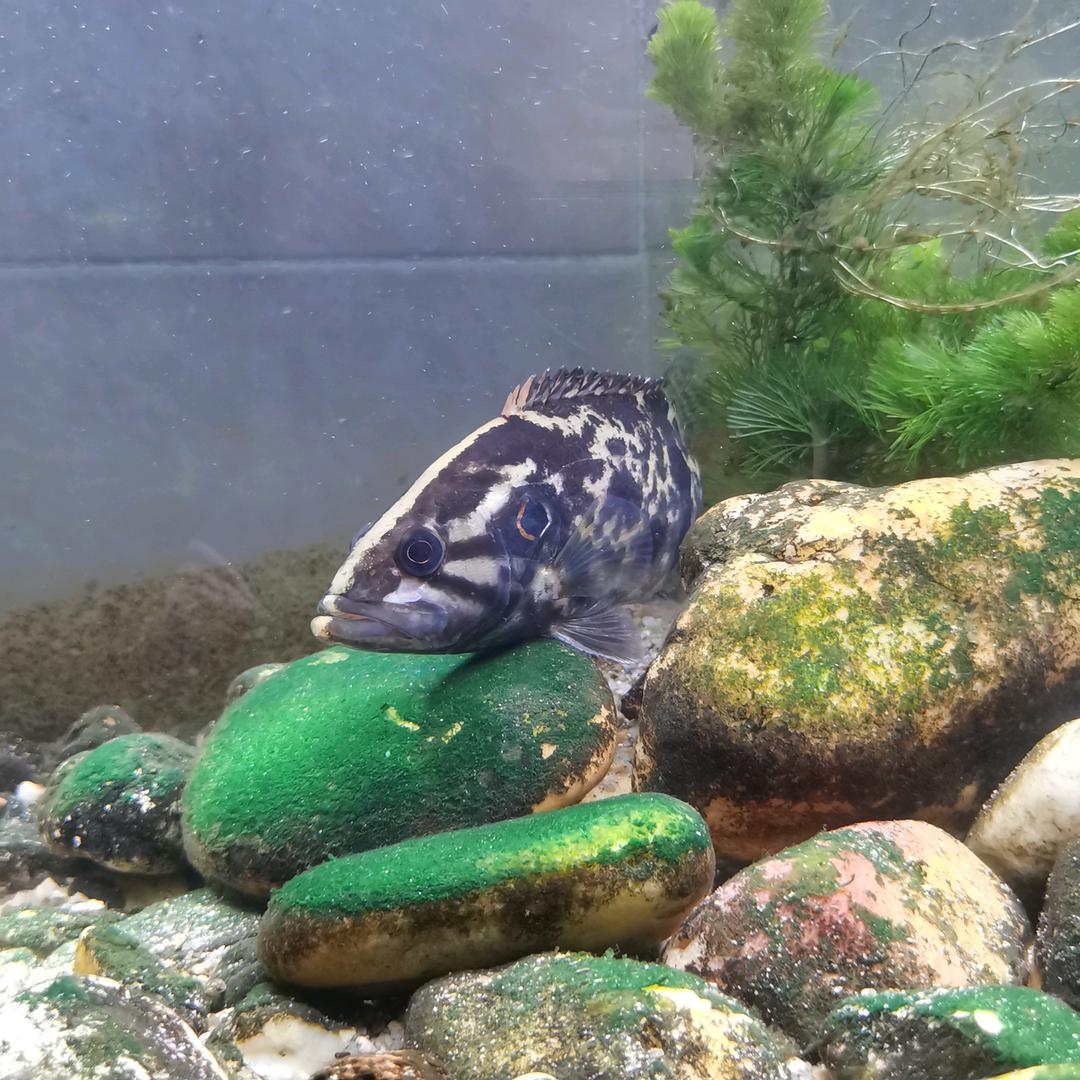 桃花流水鳜鱼肥