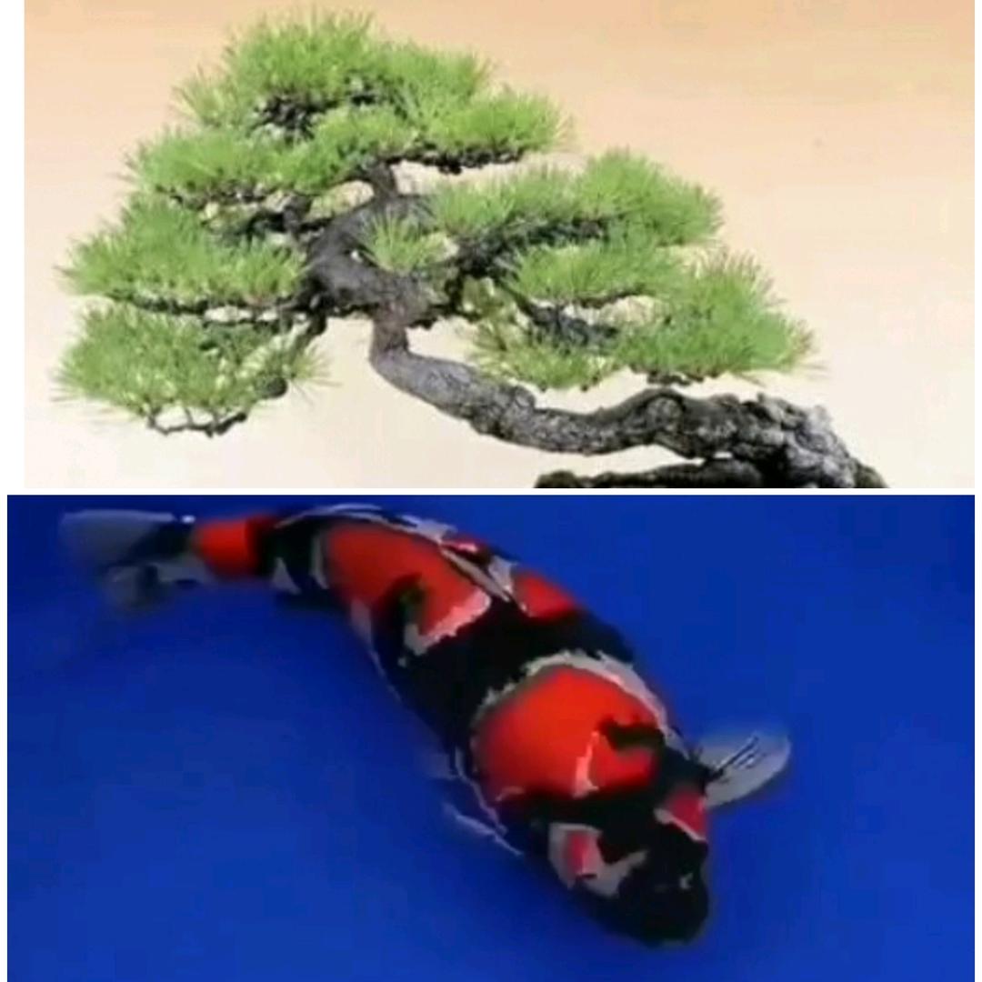 锦松园-庭院景观