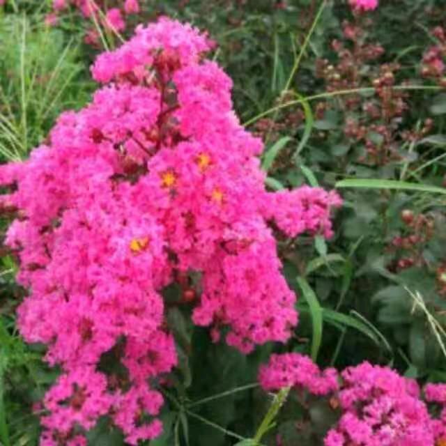 王记刚