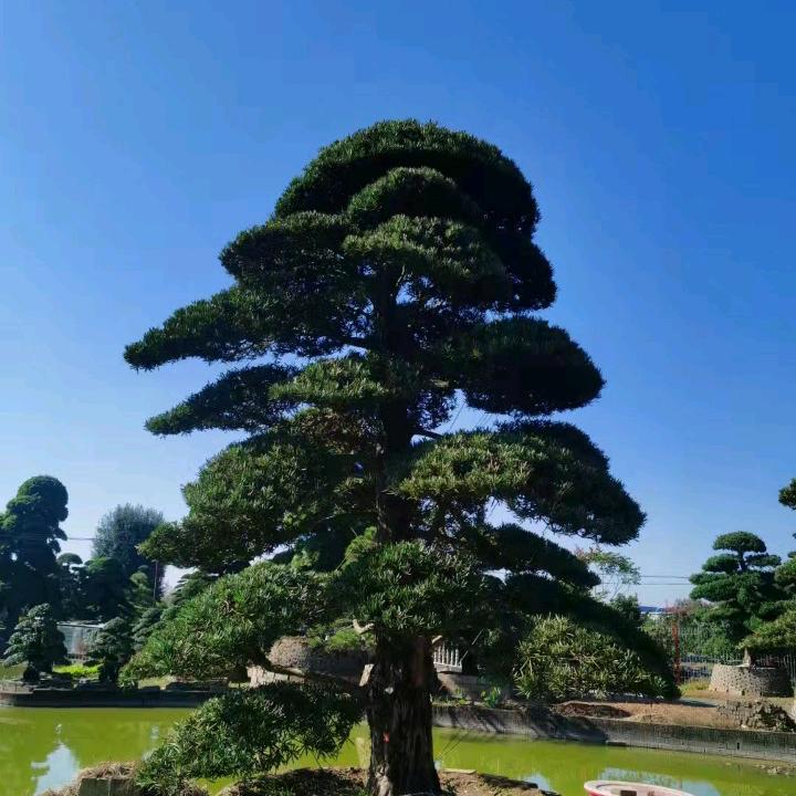 🎫诚信XT苗木人