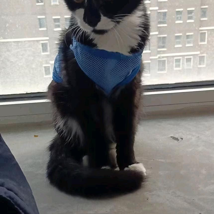 猫麻麻和她的孩子们