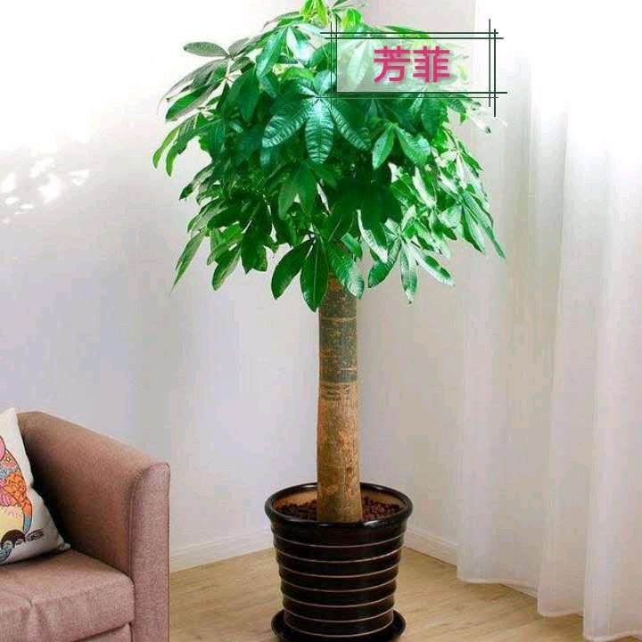 芳菲头像