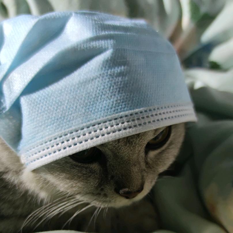 小猛羊🐏