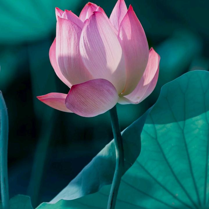 照五蕴皆空