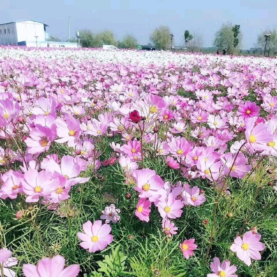 ࿐🍇²⁰敏🍋²4🍓