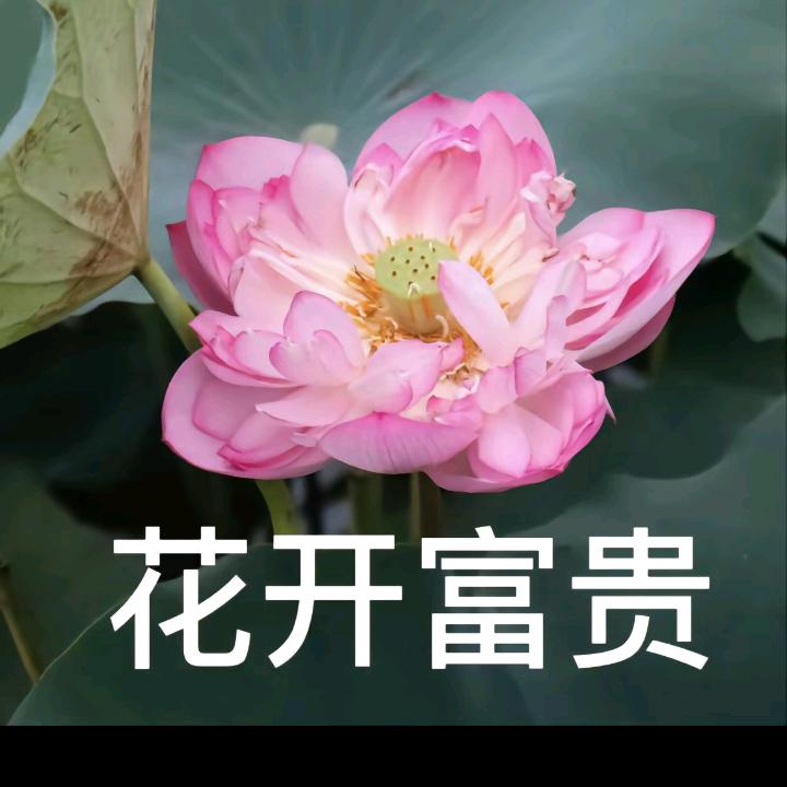 花好月圆