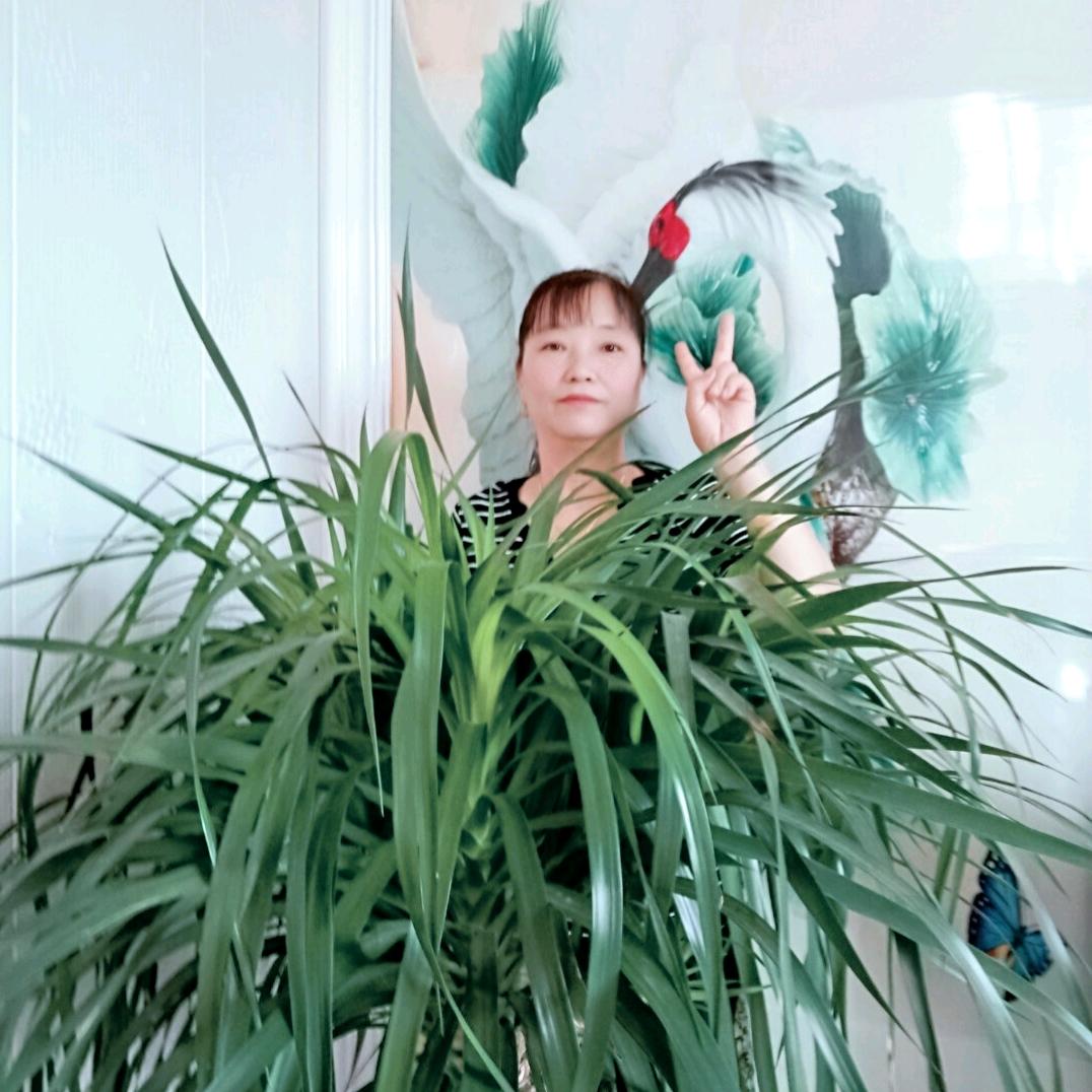 杨柳依依