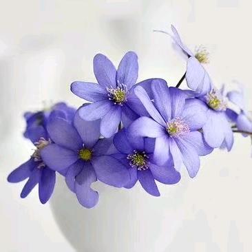 花儿🌸