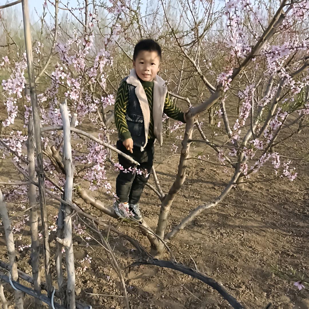 苏梦