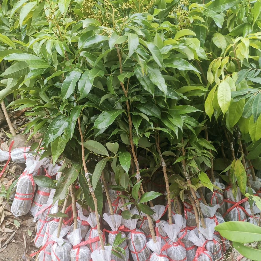 广西容县弘毅农业有限公司930企业店