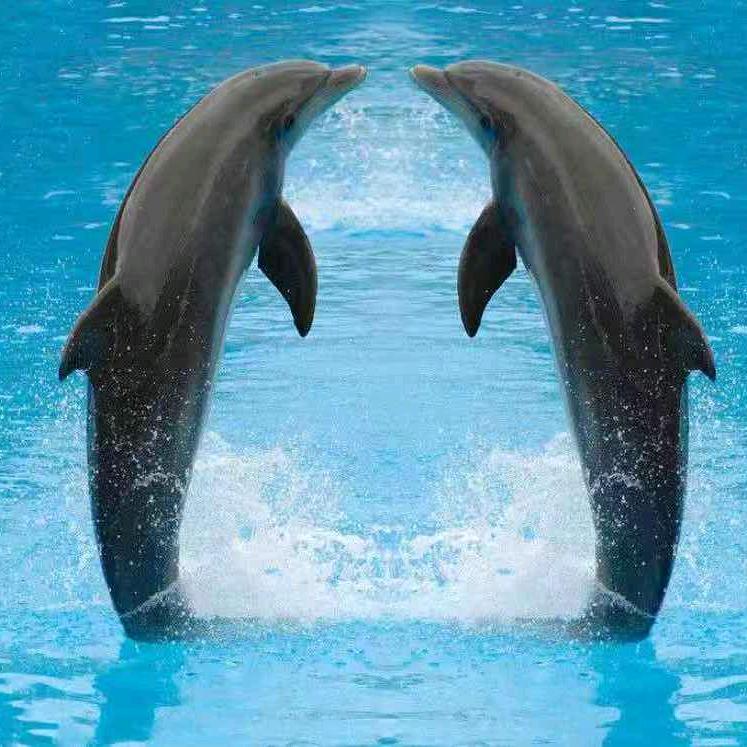 Aoman海豚