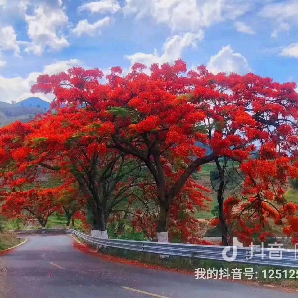 一厢情愿，痴情良人