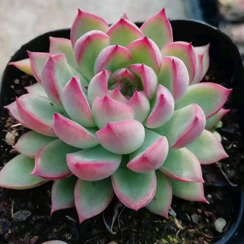 长沙星昊多肉
