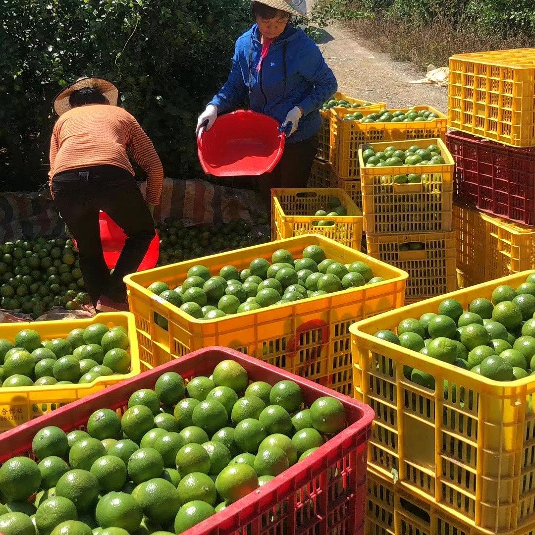昱民果业，欢迎对接