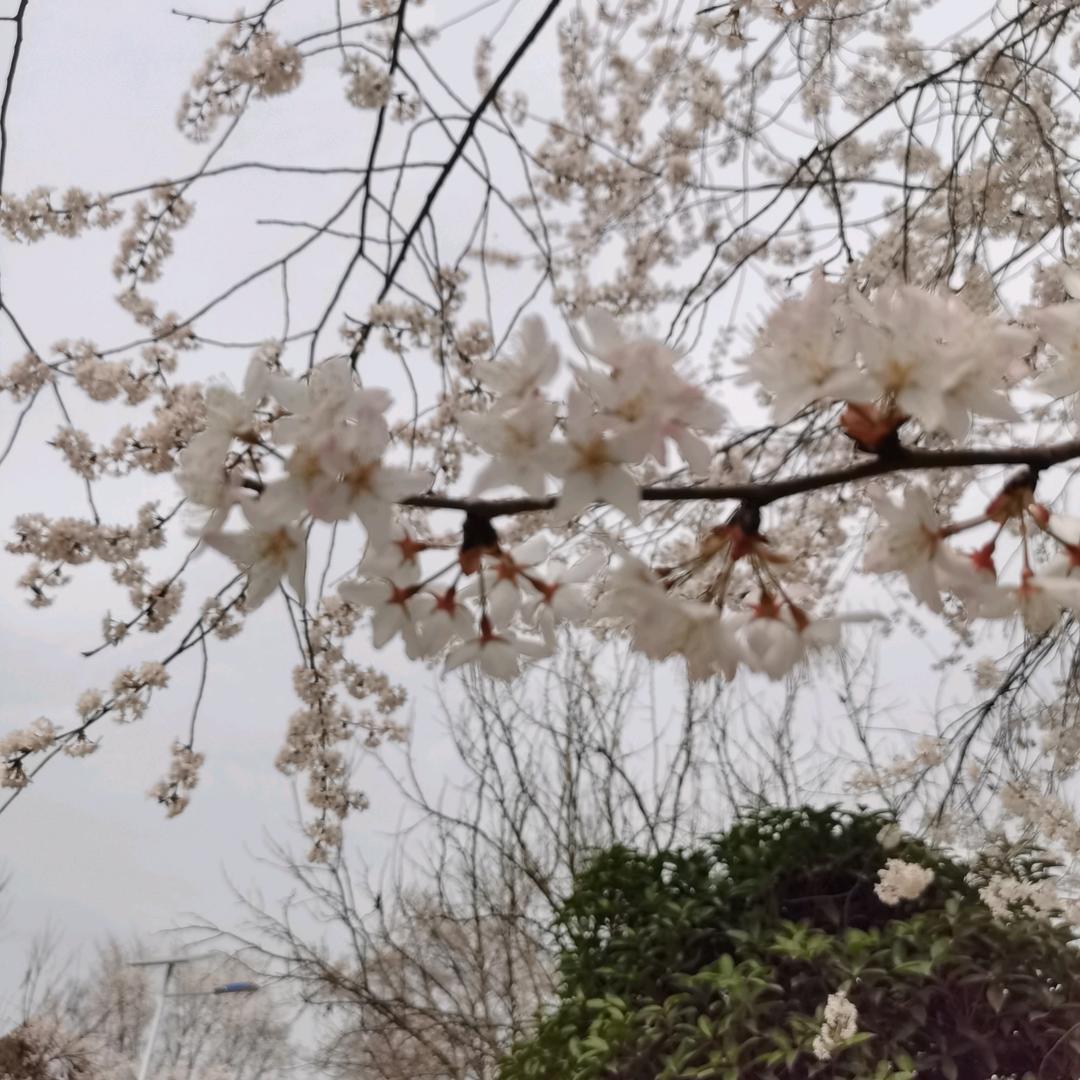 琴玄