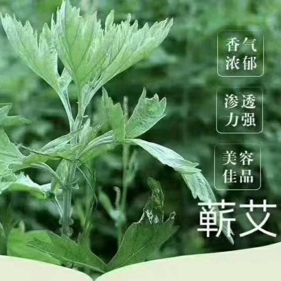 艾状元蕲艾店