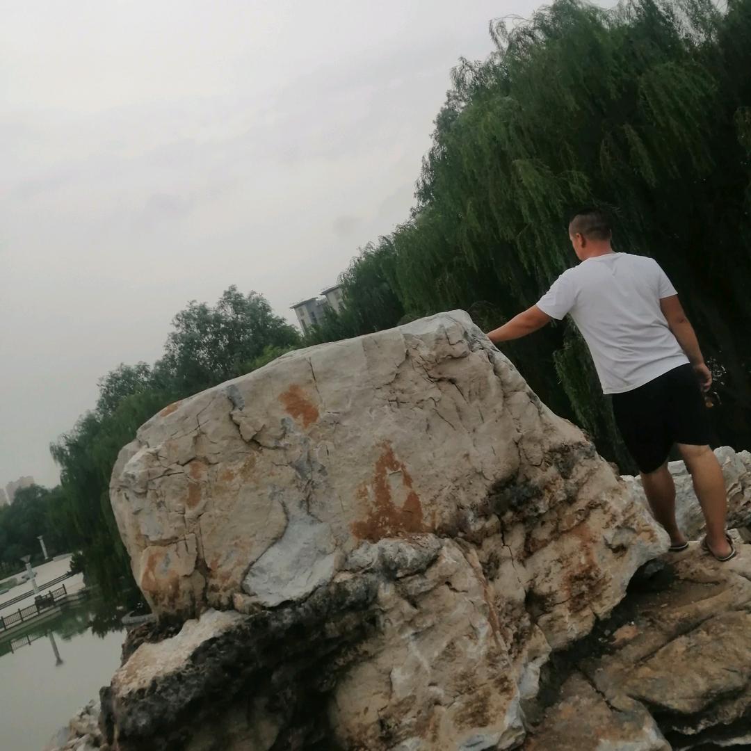 收购鲜射干鲜知母