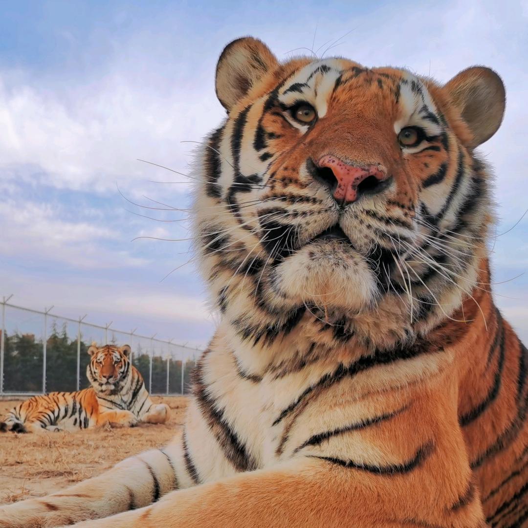 大猫饲养员@抖音