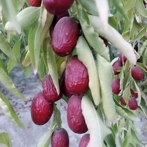 好枣