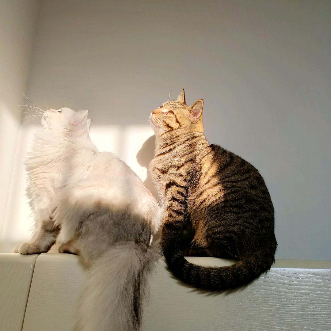 臭宝和万万的日常