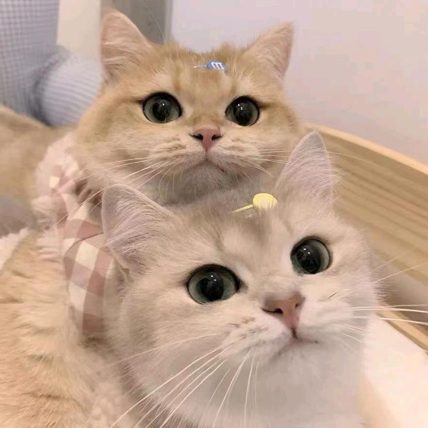 梅